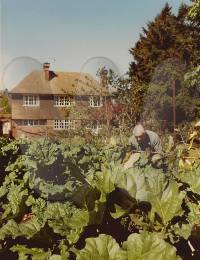 Dad in the rhubarb patch!